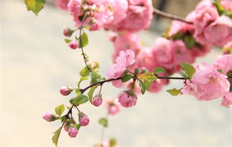 桃花很旺|桃花运旺，为什么不是好事？过来人的经验之谈